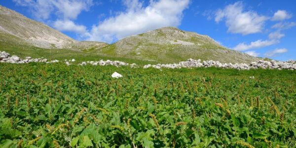 Sagra degli Orapi / Villetta Barrea, 26 luglio 2025