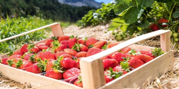 Sagra delle Fragole / Capistrello, 27 luglio 2025