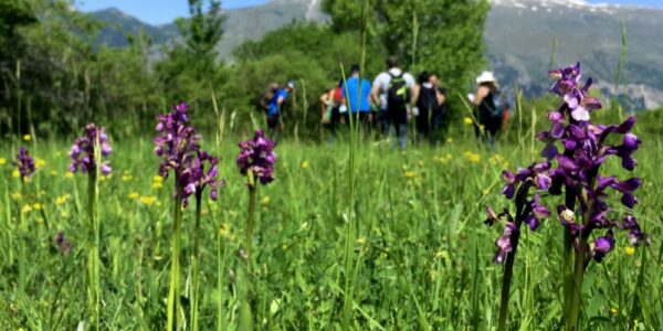 Palena, Paese delle Orchidee / Palena, 31 maggio – 1 giugno 2025