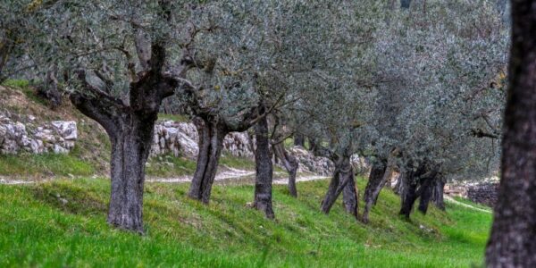 Passeggiata tra gli Ulivi / Sant’Omero, 26 ottobre 2025